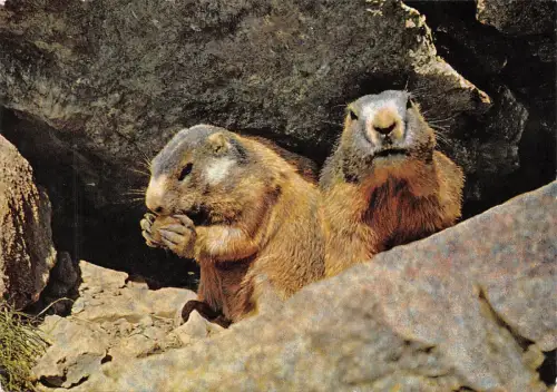 BR44062 Murmeltiere Murmeltiere Animaux Tiere