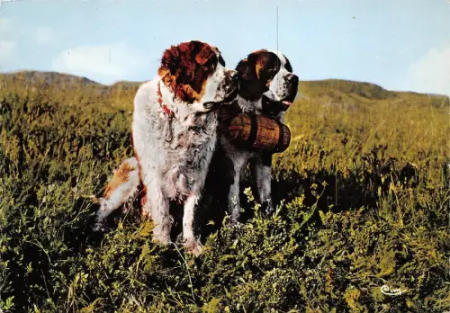 Br43913 chiens hunde bernard un beau paar animaux tiere