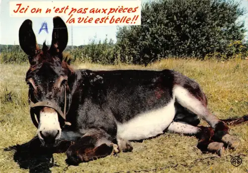 BR56407 ein Esel Animaux Tiere 3