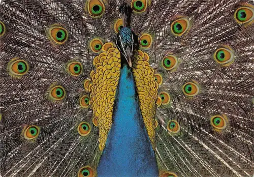 BT9324 Tiere Animaux Pfau Paon