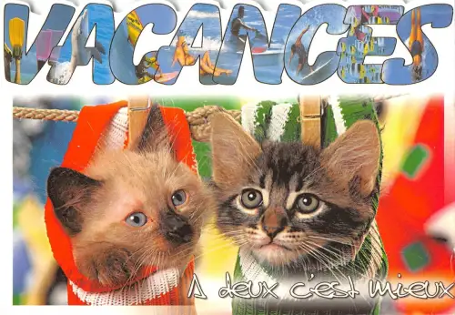 BT9365 Tiere Animaux Katze Chat 3