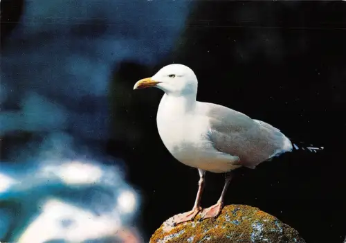 BT9289 Tiere Animaux Möwe Mouette 1