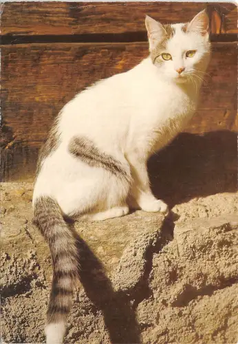 Br43967 Katzenplausch Animaux Tiere