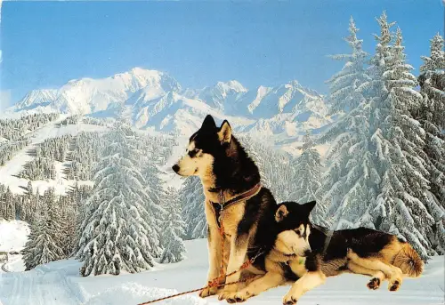 BT9311 Tiere Animaux Hund Chien