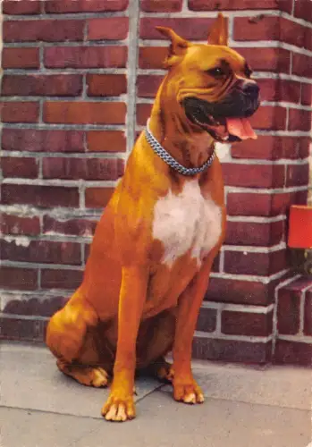 Br43921 Hund Chien Animaux Tiere