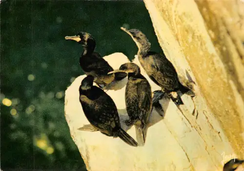 BR44130 Cormorans Huppes Vögel oisseaux animaux Tiere