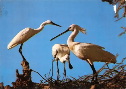 Br43984 Spachtel Vögel oisseaux animaux Tiere