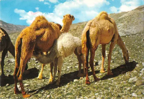 B98649 Kamel Chamel Wüste Israel Tiere Animaux