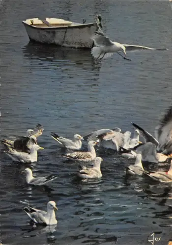 BR44064 Vögel Oisseaux Mouettes dans le port Möwe Animaux Tiere