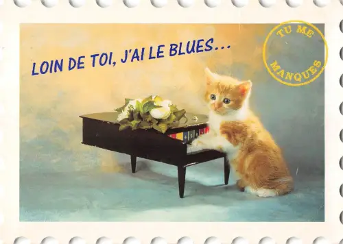 BT9366 Tiere Animaux Katze Chat 2