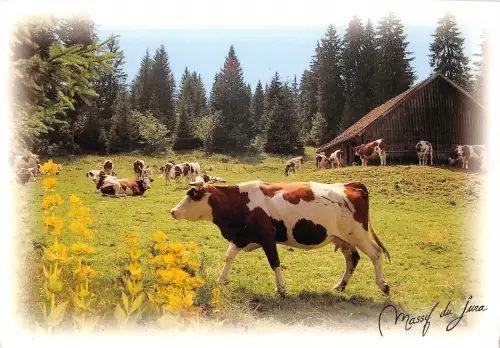 BT9352 Tiere Animaux Kuh Vache