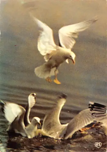 BR56429 Mouettes Vogel Oisseaux Adler Animaux Tiere