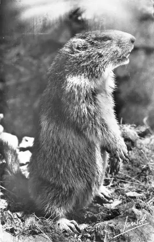 BR44020 Marmotte animaux de la Montagne Murmeltier Animaux Tiere