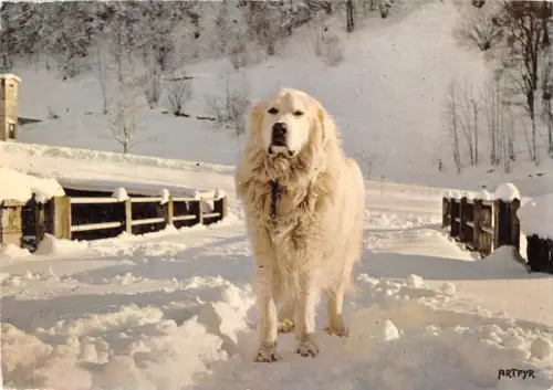 BR56416 Chien des Pyrenäen Hund Animaux Tiere