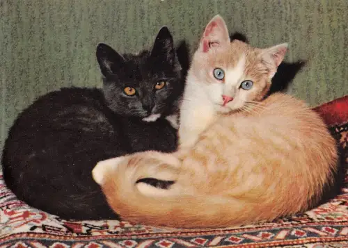 B98600 Katze Chat Tiere Animaux