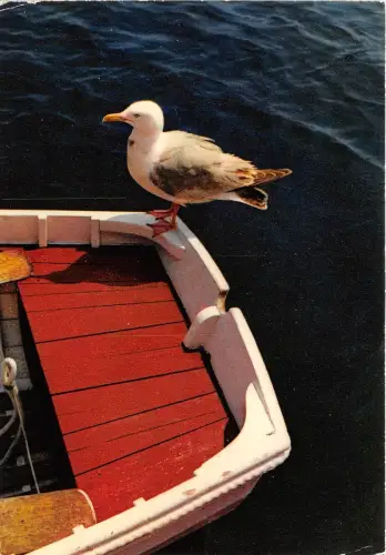 BR30091 Goekand Argente Ente Tiere Animaux