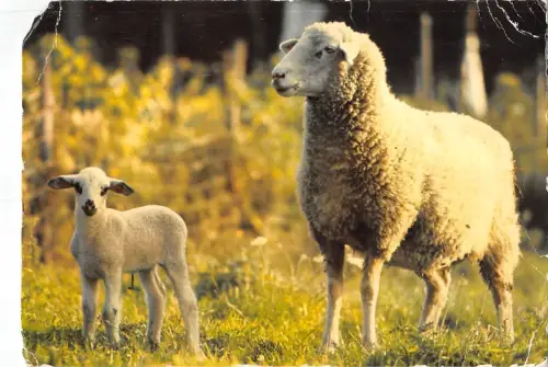 BT9379 Tiere Animaux Schaf Moutons