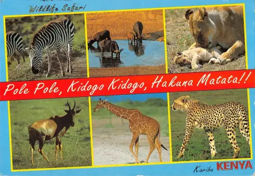 BR56369 Kenia Zebra Löwe Leopard Giraffe Animaux Tiere Kenia