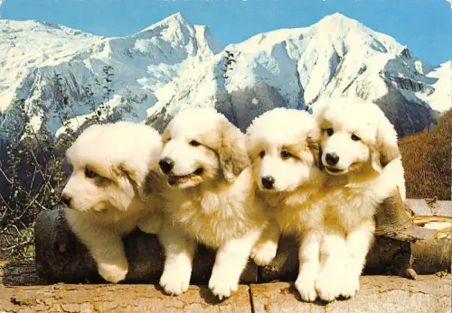 BT9288 Tiere Animaux Hunde Chiens