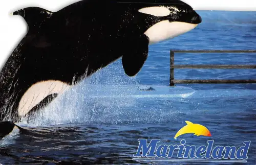 BR56475 walle balene marieneland Animaux Tiere