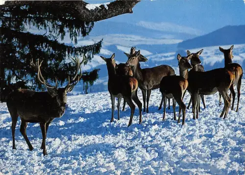 BT9432 Tiere Animaux Hirsch Cerf