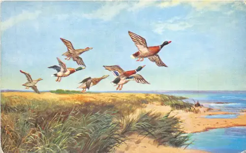 Lot110 Fliegende Enten UK Tiere Vivian Marsell Vögel