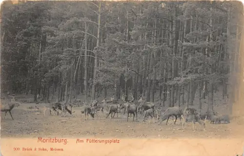 B20070 Mortizburg Am Futterrungsplatz
