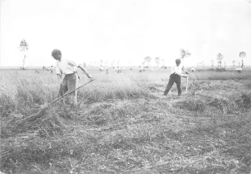 B56178 En alsace Fenaison dans La palaine d Alsace vers 1905 france