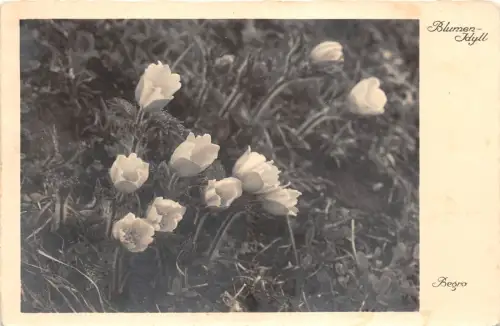 B43599 Fleurs Blumen Blumenidylle Begro