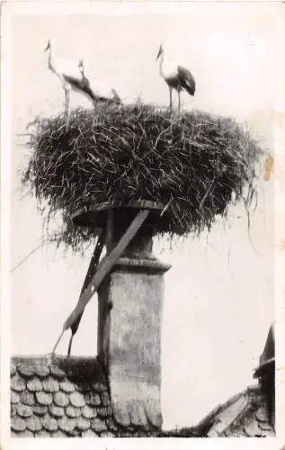 BF39993 Zigarrenstorch en elsass frankreich Vogel Oiseau