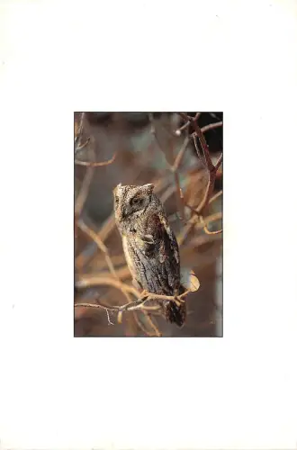 BF39986 Eule Hibou Frankreich Vogel Oiseau