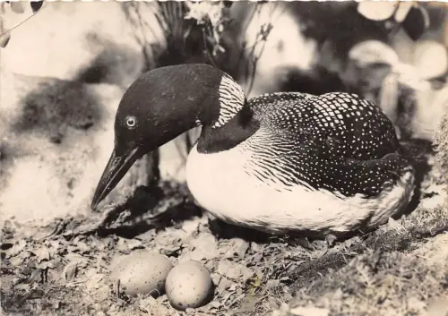 BF40050 Plongeon Imbrin Great Northern Diver Vogel Oiseau