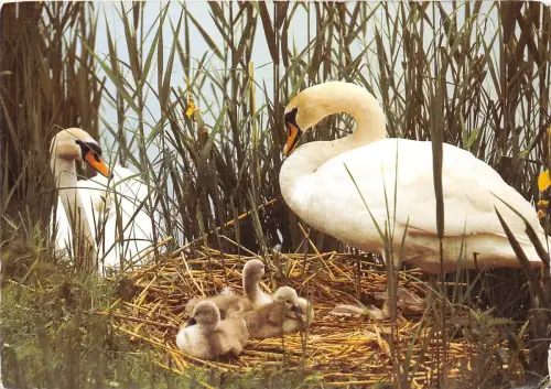 BF40060 Cygne Muets Schwan Frankreich Vogel Oiseau