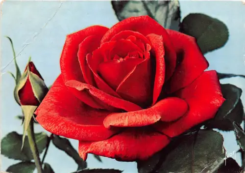 BR29654 Soraya Rosen Blumen fleurs