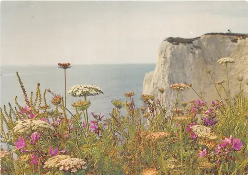 br108929 wild flowers handfast point studland dorset uk