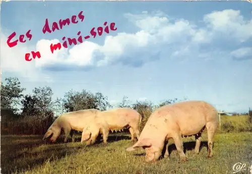 BR31789 Ces dames en mini soie france pig porc