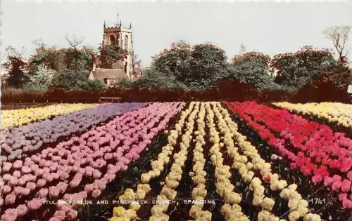 B89462 Spalding Tulip Fields Pinchbeck Church UK