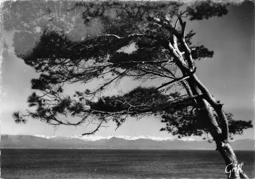 BR47092 Antibes au cap vue des cimes neigeuses des alpes France