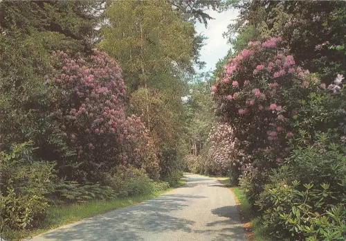 BR76218 the ornamental drive new forest uk