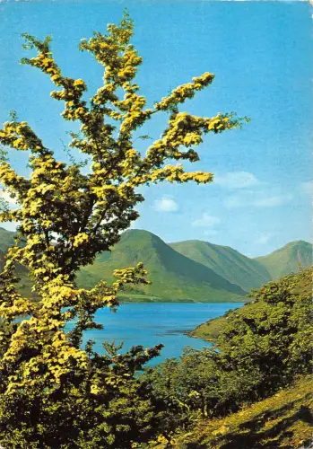 BR89312 Weißdornblüte bei Wasdale UK