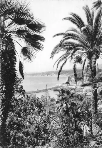 BR6608 Nice Vue generale entre les Palmieres france