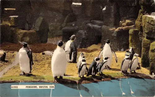 BR78048 Penguins Bristol Zoo UK 14x9cm
