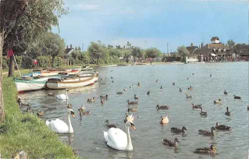 uk7099 Schwäne auf der bloßen Thorpeness uk