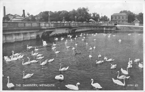 uk13894 the swannery weymouth uk