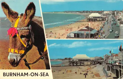 uk7666 burnham on sea uk donkey 