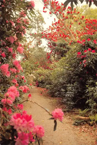 uk6099 rhododendren on the ride uk heligan mevagissey cornwall