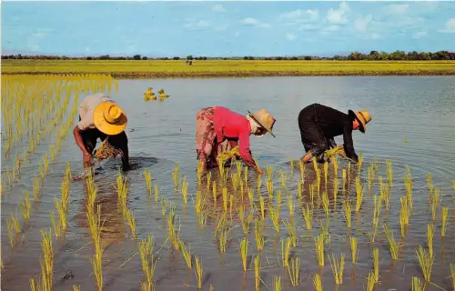 BG21482 Arten Thai Bauern verpflanzen Reissämlinge auf den Feldern Thailand