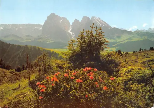 BR86295 dolomiti seiser alm alpe di siusi verso il sassolungo italy