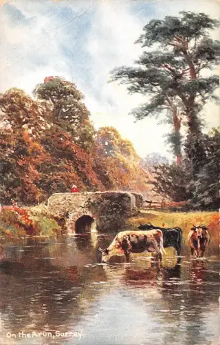 uk22 on the arun surrey cow uk