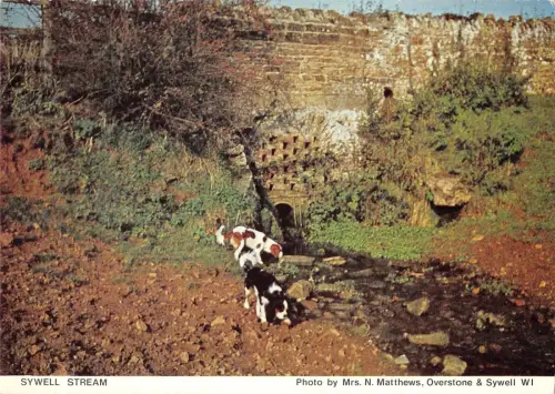 B100827 sywell stream dog chien uk